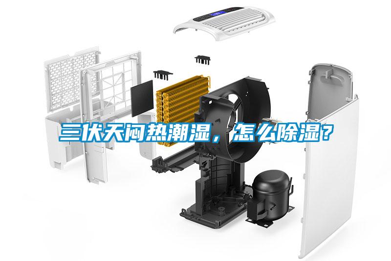 三伏天悶熱潮濕，怎么除濕？
