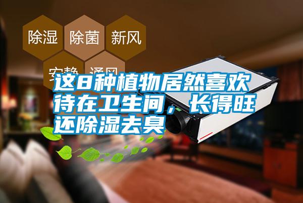 這8種植物居然喜歡待在衛(wèi)生間，長得旺還除濕去臭
