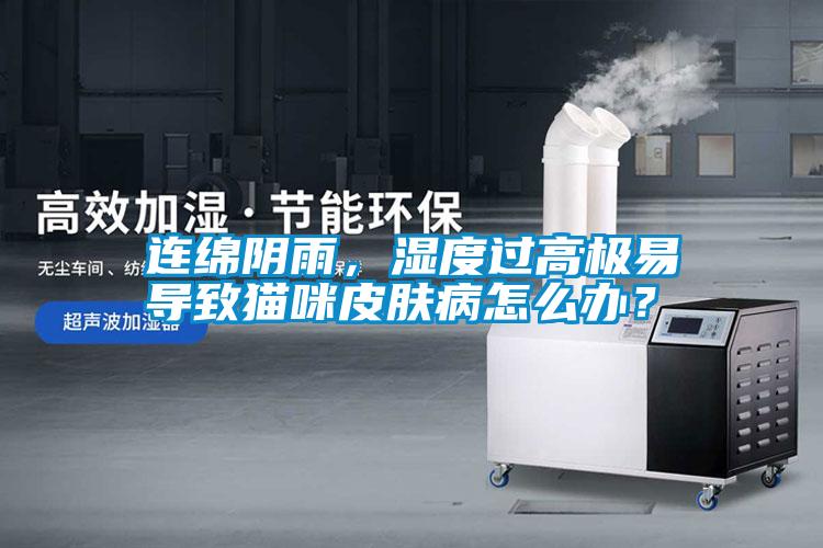 連綿陰雨，濕度過高極易導(dǎo)致貓咪皮膚病怎么辦？