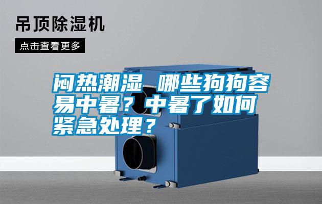 悶熱潮濕 哪些狗狗容易中暑？中暑了如何緊急處理？