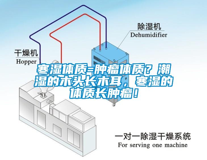 寒濕體質(zhì)=腫瘤體質(zhì)？潮濕的木頭長木耳，寒濕的體質(zhì)長腫瘤！