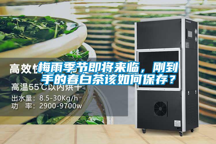 梅雨季節(jié)即將來臨，剛到手的春白茶該如何保存？