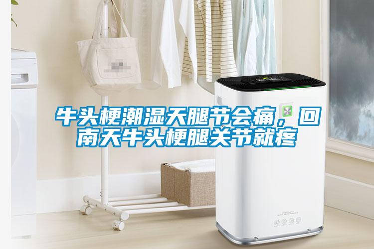 牛頭梗潮濕天腿節(jié)會痛，回南天牛頭梗腿關(guān)節(jié)就疼