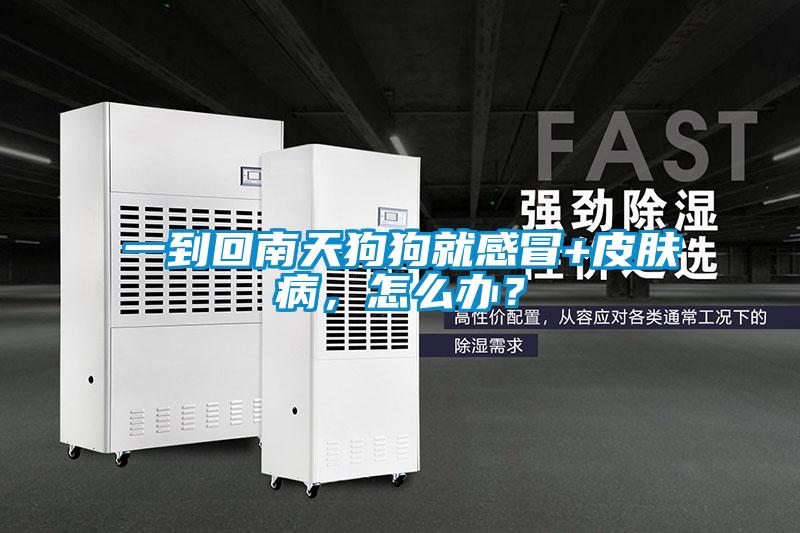 一到回南天狗狗就感冒+皮膚病，怎么辦？
