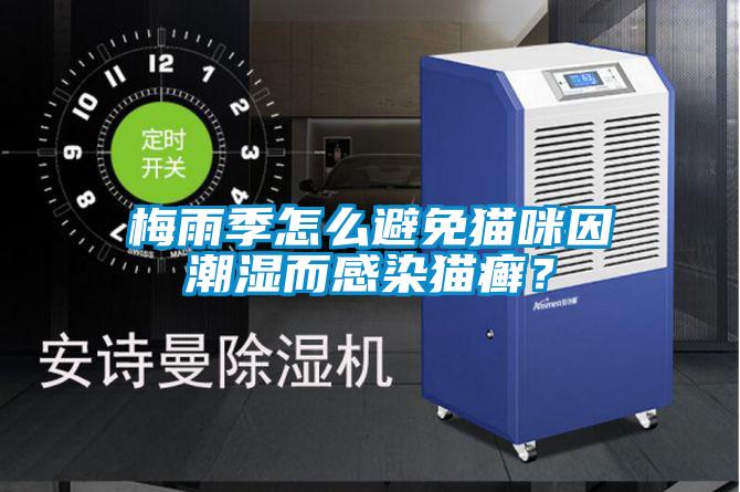 梅雨季怎么避免貓咪因潮濕而感染貓癬？