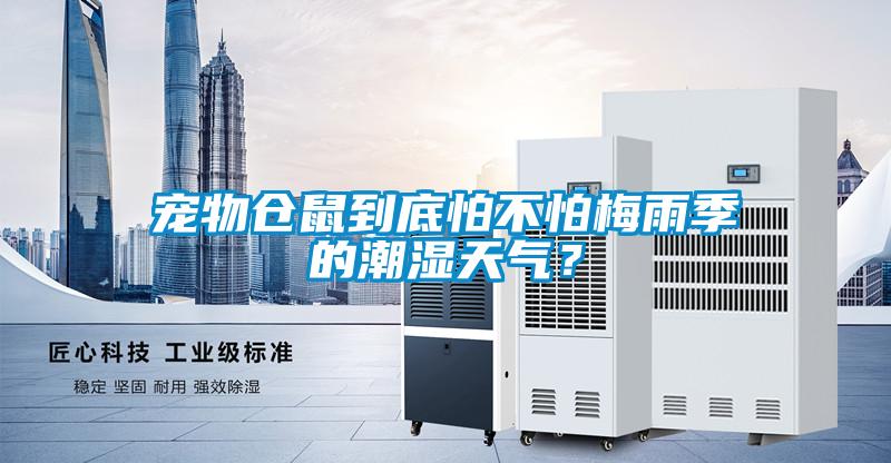 寵物倉鼠到底怕不怕梅雨季的潮濕天氣？