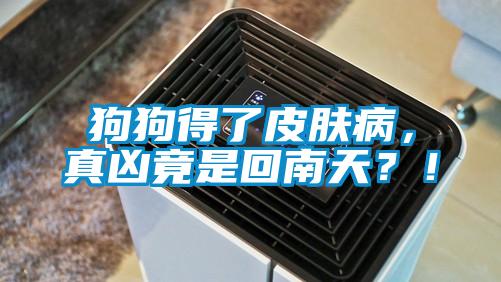 狗狗得了皮膚病，真兇竟是回南天？！