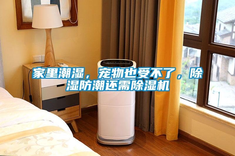家里潮濕，寵物也受不了，除濕防潮還需除濕機(jī)