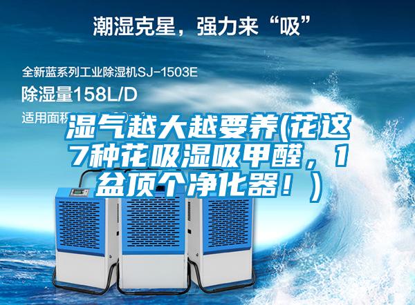 濕氣越大越要養(yǎng)(花這7種花吸濕吸甲醛，1盆頂個凈化器！)